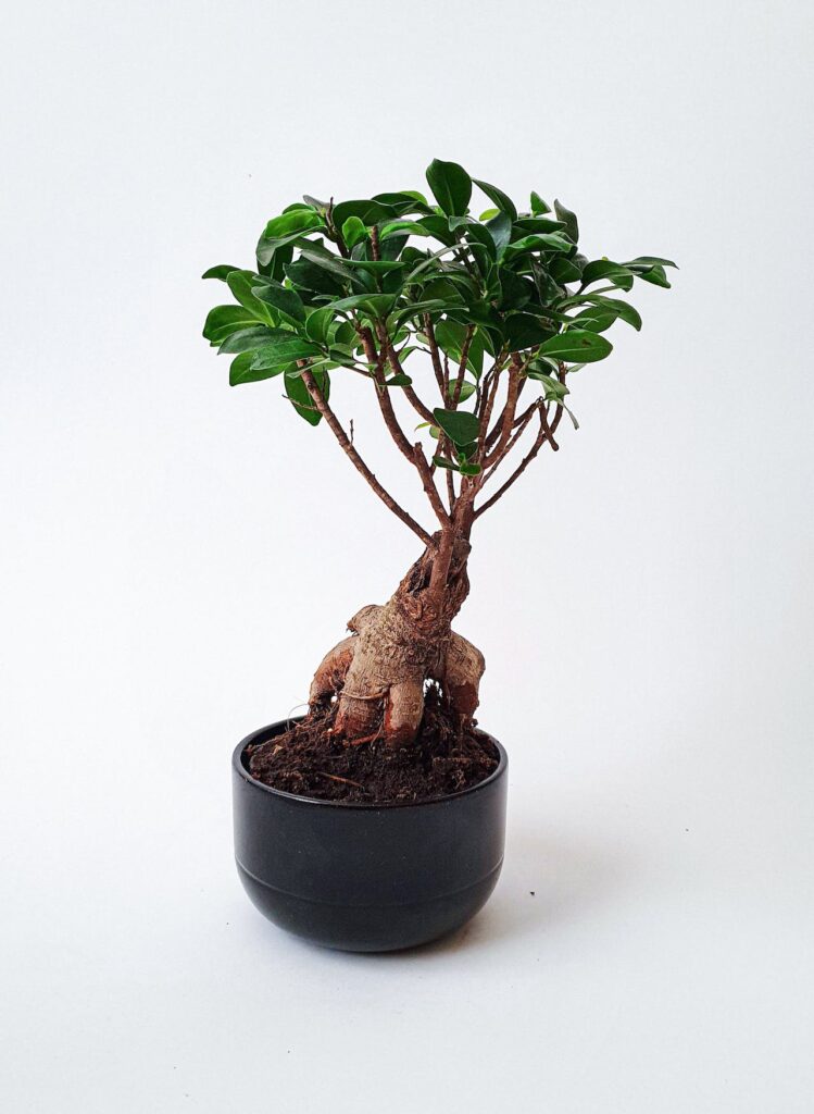 Ficus Microcarpa Bonsai