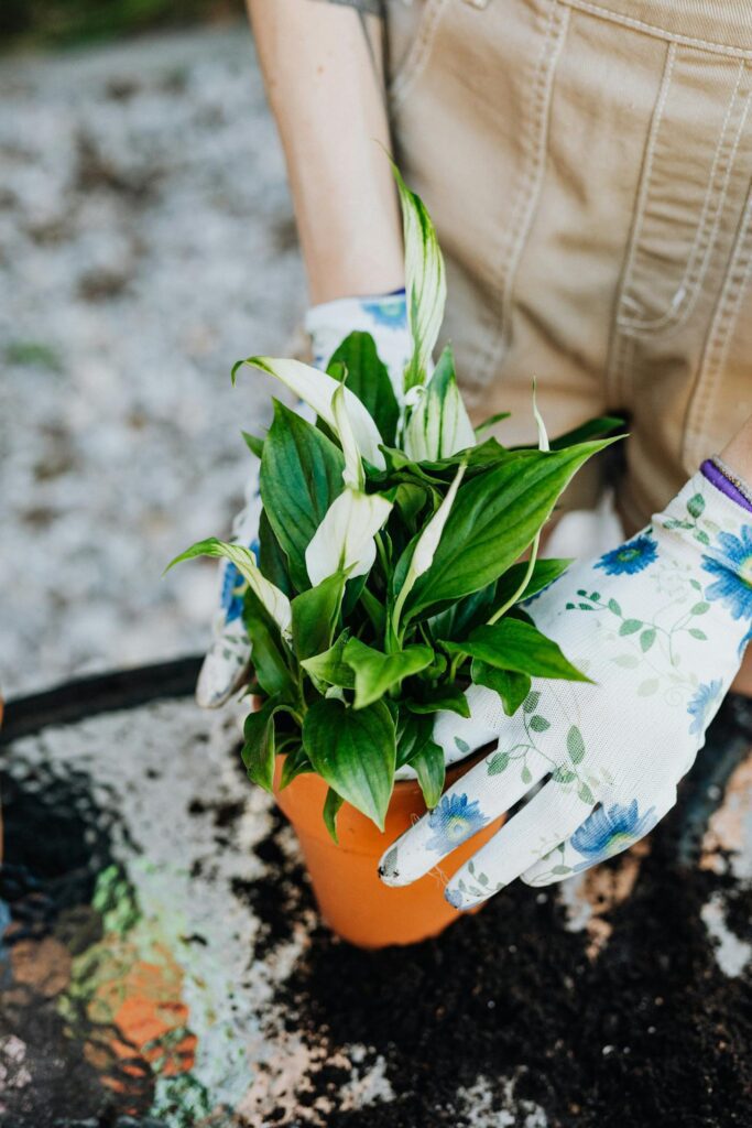 Spathiphyllum flower gardening