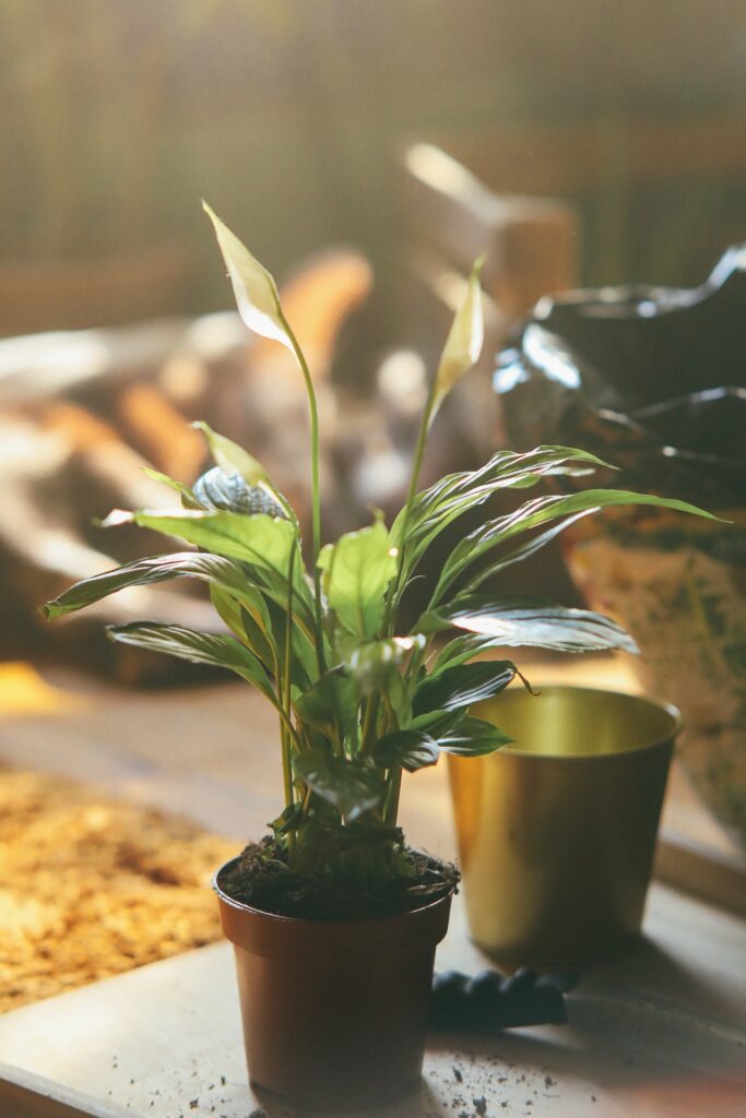 Spathiphyllum flower