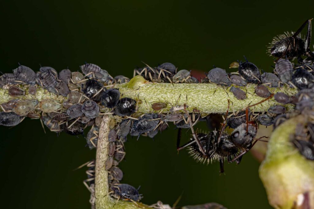 pests eating plant juice