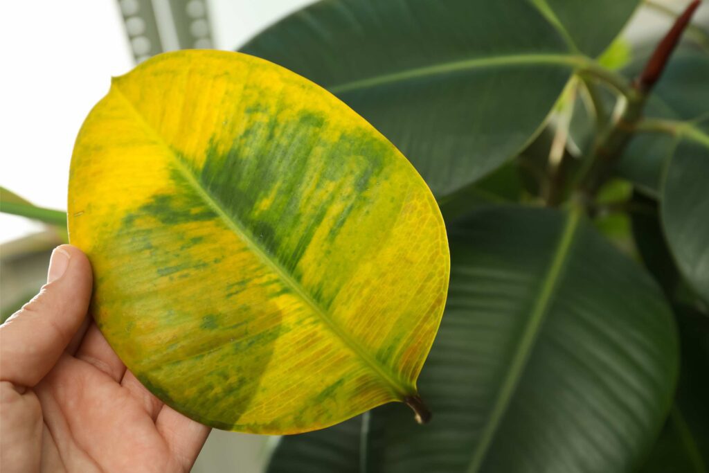 a dead yellow leaf