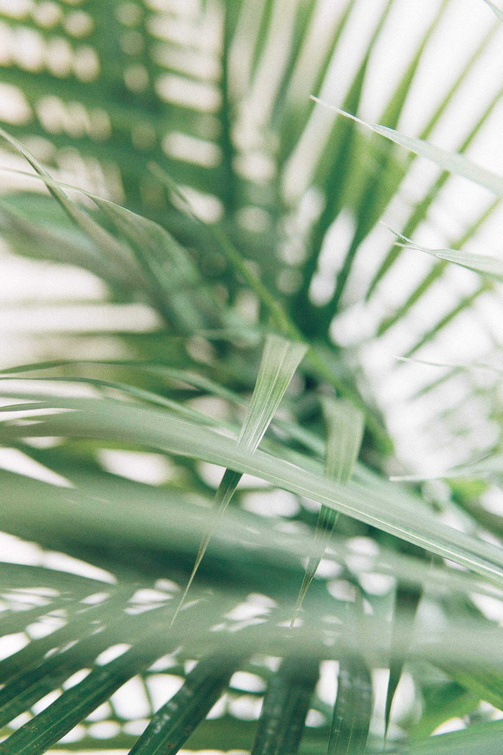 Palm of Hovea leaf