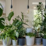 Indoor house plants on a counter