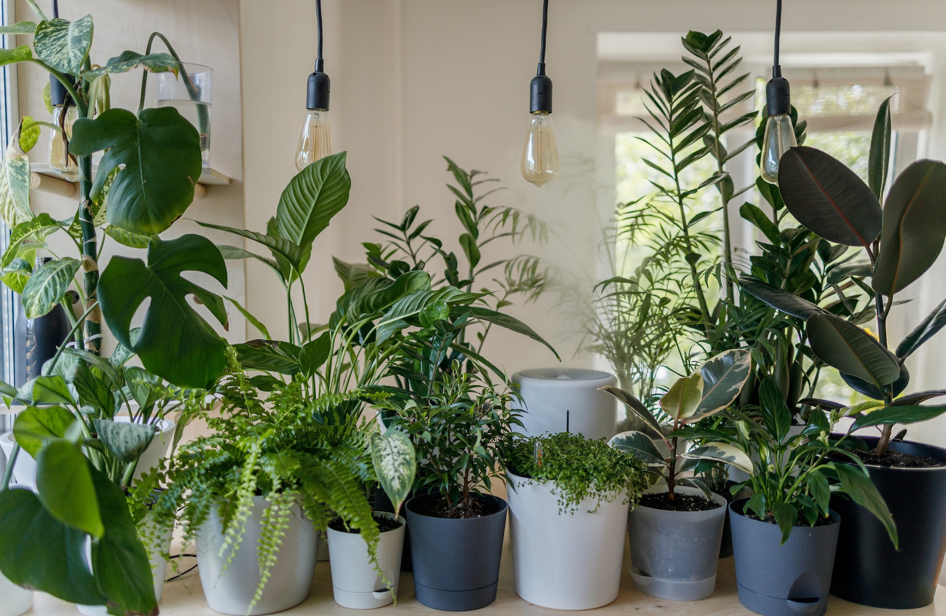 Indoor house plants on a counter