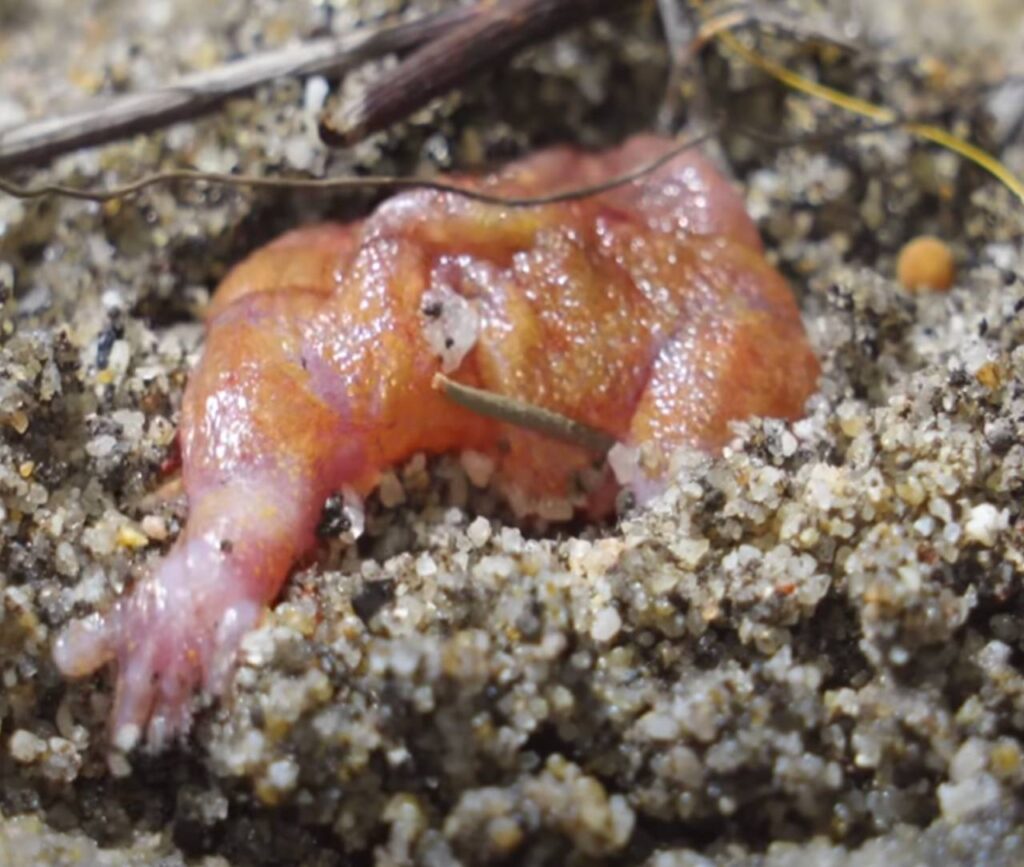 turtle frog digging in the sand