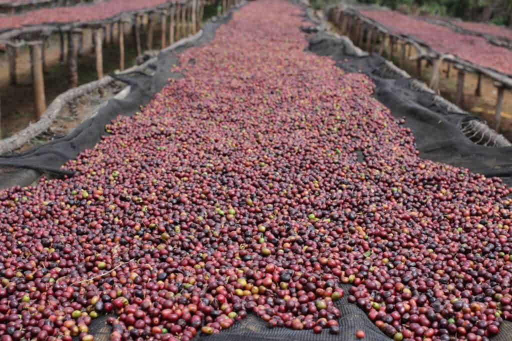 Coffee cherries drying on raised beds under the sun