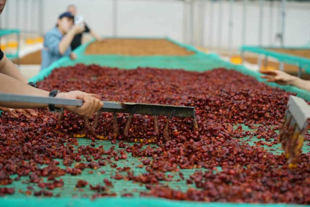 Wet hulled coffee beans being hulled and dried outdoors in Indonesia