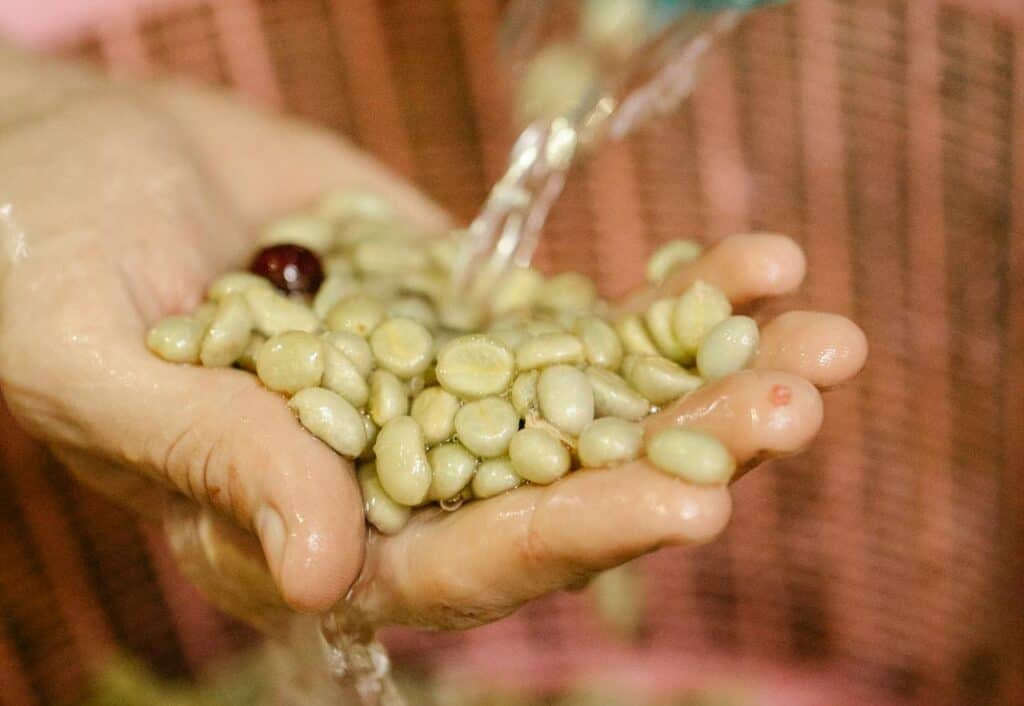 Coffee beans being washed in water at a processing station