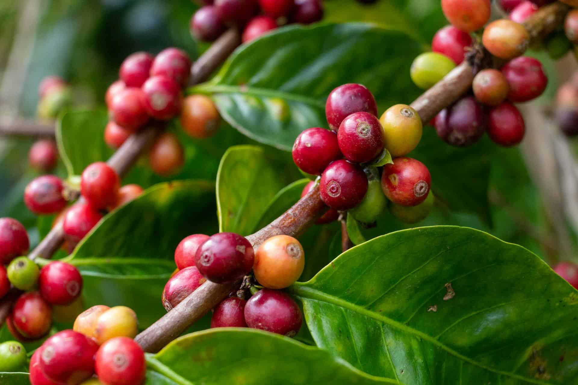 Ripe coffee cherries growing on a branch with green leaves